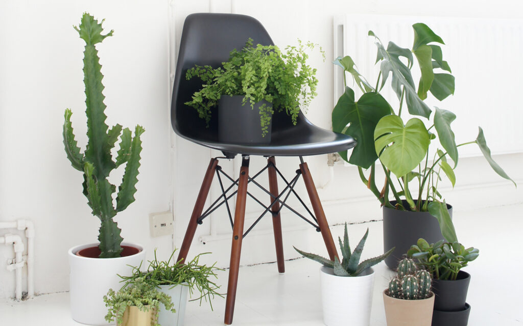 dining-chair-surrounded-by-plants