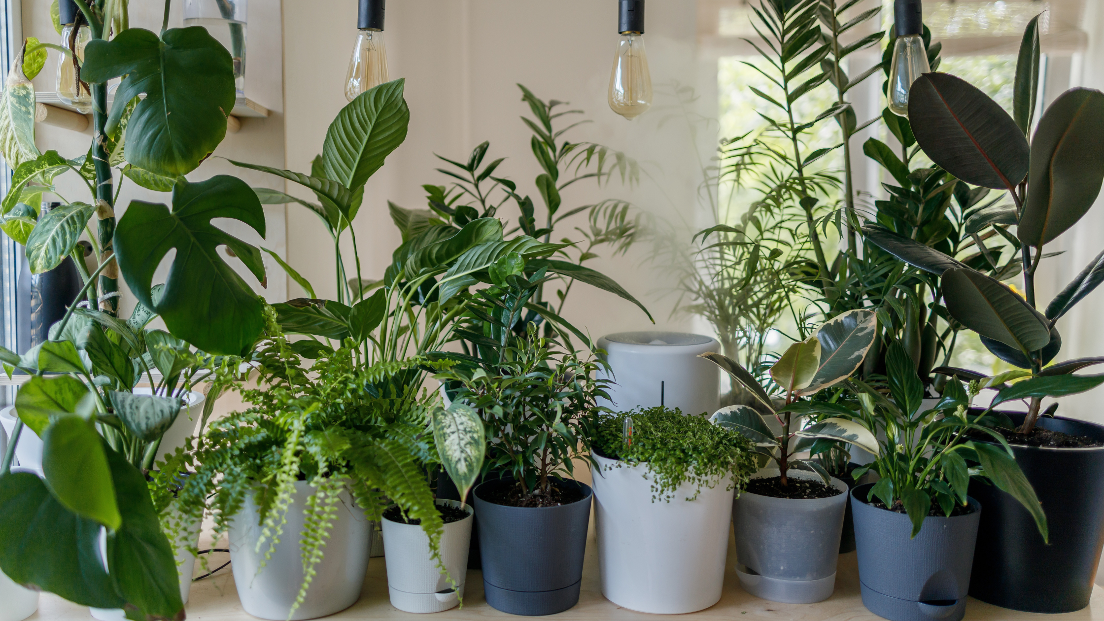 plants-indoors